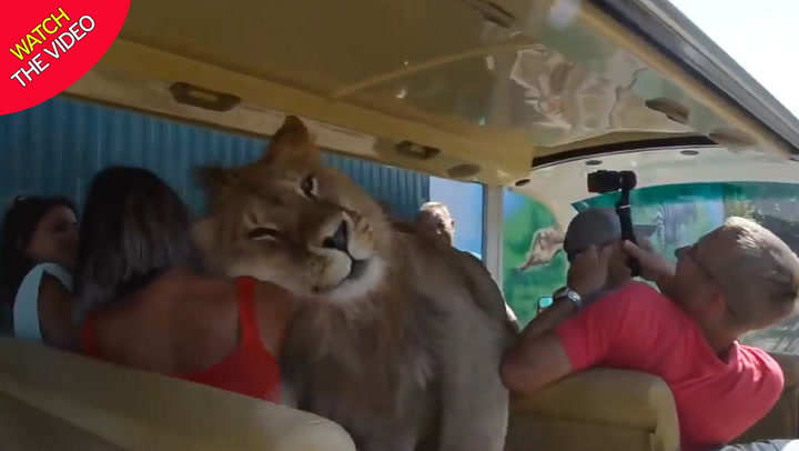 Lion climbs through car full of tourists weeks after woman mauled at same  safari park - World News - Mirror Online