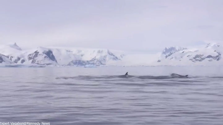 El increíble momento en el que rescatan a un pingüino acechado por una orca