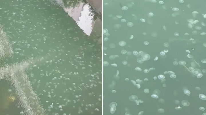 Hordes of jellyfish spotted in Yokohama river