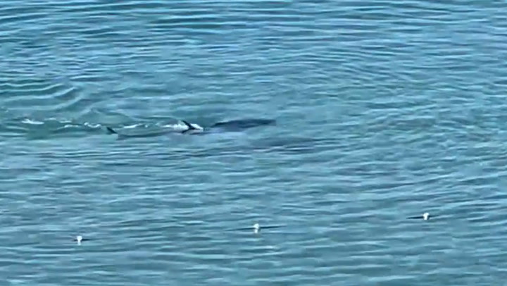 Devasa büyük beyaz köpek balığı, onunla umutsuzca savaşan sörfçüye saldırıyor - Dünya Haberleri