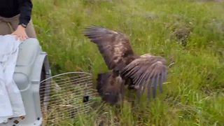 Golden eagle released back into wild after two weeks at rescue centre