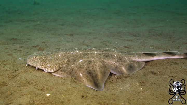 Incredible footage shows critically endangered angel shark off coast of Wales