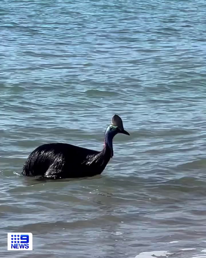 El ave salió del agua y asustó al grupo de amigos que estaba en la playa