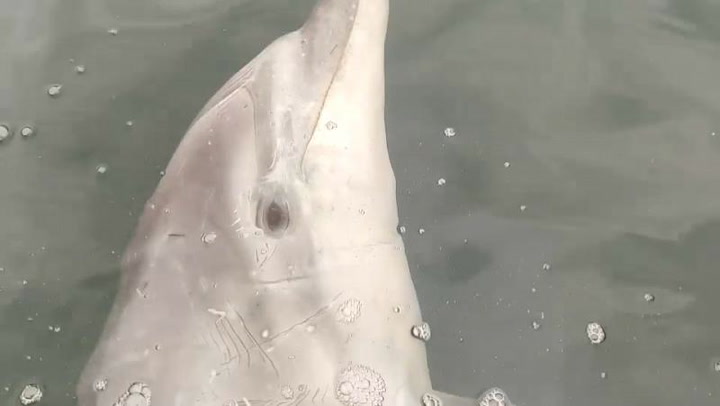 ¿Por qué es famoso el delfín Manoliño que aparece en Galicia?