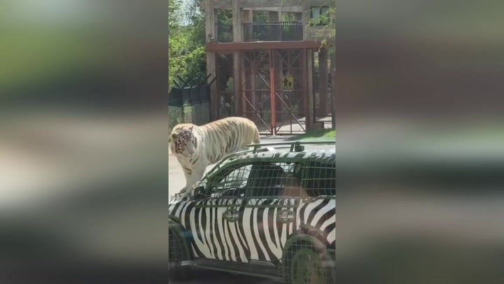 Lazy tiger hitches a lift on car bonnet around safari park