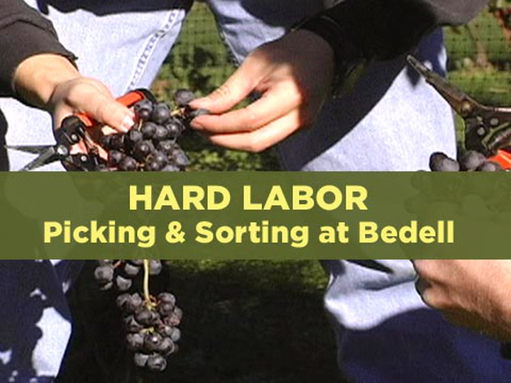 Hard Labor 6: Picking and Sorting