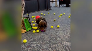  Airport’s explosive detection dog showered with toys at retirement