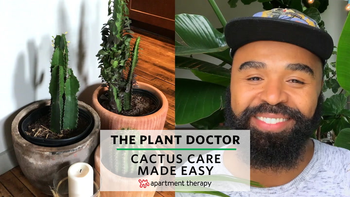 Pencil Cactus Care - How to Grow & Maintain Pencil Cactus Plants |  Apartment Therapy