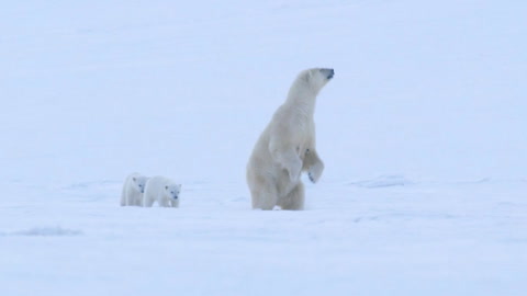 'Polar Bear' Trailer