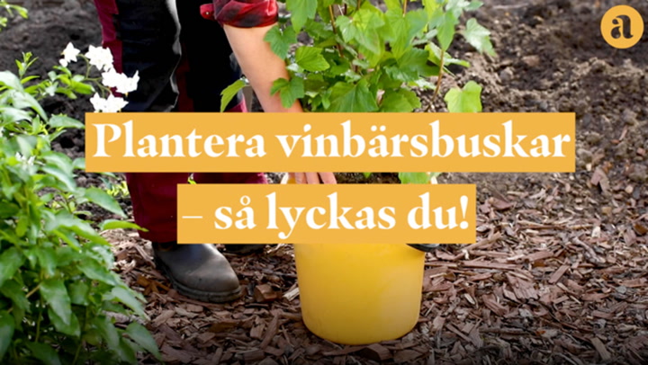 Plantera vinbärsbuskar - så lyckas du!
