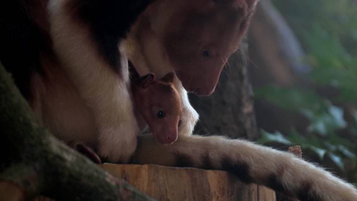 Rare tree kangaroo born at Chester zoo snuggles in mother’s pouch