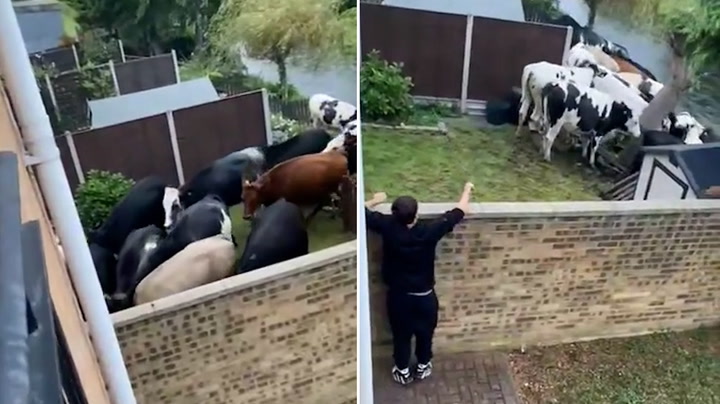 Bulls trample fence and climb into Biggleswade garden