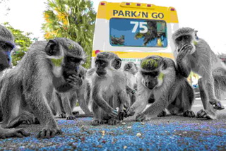 Estados Unidos: una manada de monos colonizó un estacionamiento