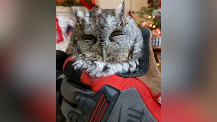 Baby owl found hiding in family's Christmas tree