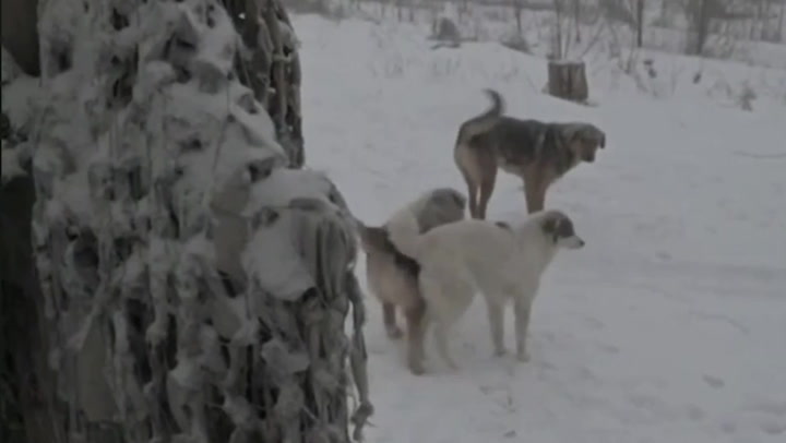 Cats and dogs join Ukrainian troops in trenches close to Russian boarder
