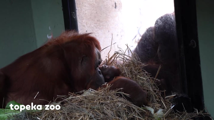 Orangutan mother introduces newborn baby to sibling in adorable footage