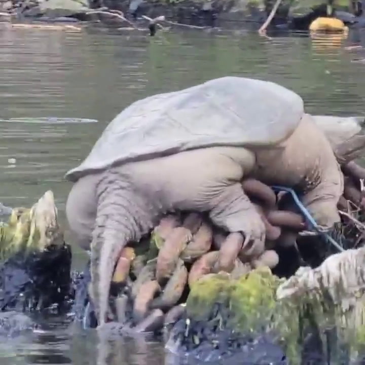 Un hombre captó a una tortuga gigante en el río de Chicago