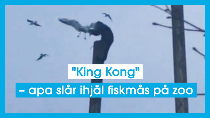 "King Kong" – apa slår ihjäl fiskmås på zoo