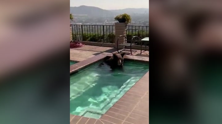 Black bear caught taking a dip in hot tub