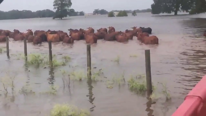 En su paso el Huracán Harvey dejó campos inundados en Texas