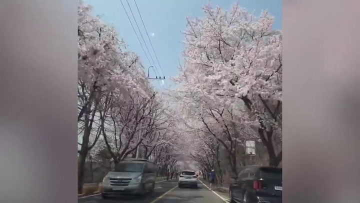 Beautiful cherry blossom 'blizzard' showers roads in South Korea