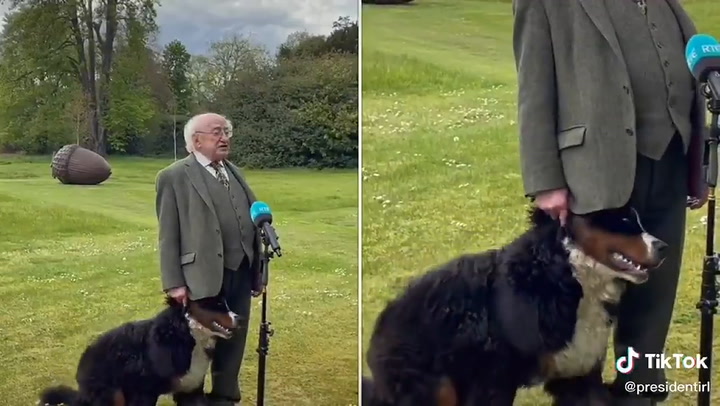 El presidente de Irlanda es interrumpido por su mascota en una entrevista - Fuente: Twitter