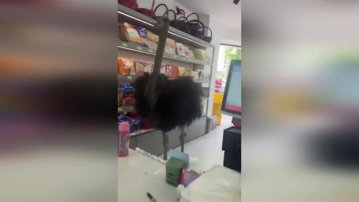 Escaped ostrich runs along road before window shopping