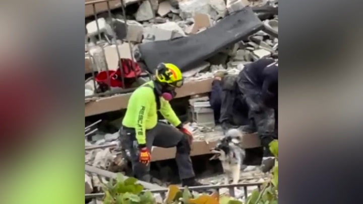 Rescue dog searches rubble for survivors after Miami building collapse