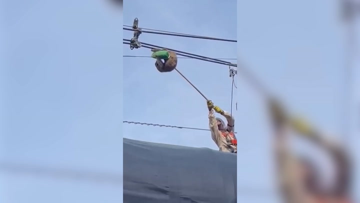 Rescatan a oso perezoso de cables de alta tensión