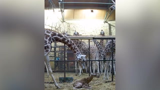 Incredible birth of rare giraffe caught on CCTV at Chester Zoo
