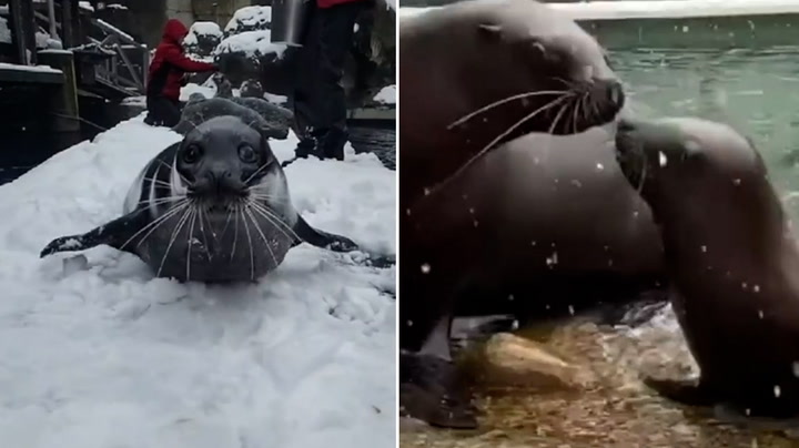 Adorable seals play in snow at Vancouver aquarium