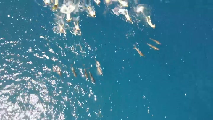 Un grupo de nadadores persigue a una manada de delfines en Hawái