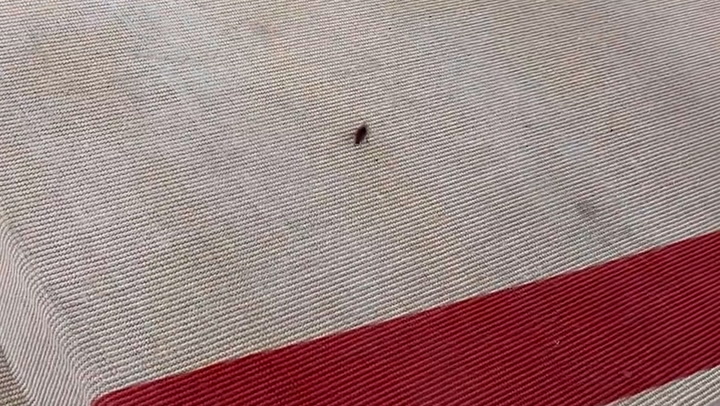 Cockroach walks the Met Gala red carpet, prompting cheers from onlookers