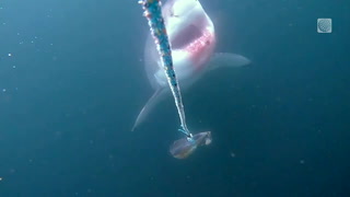N.S. shark cage diving company notices weather affects shark behaviour