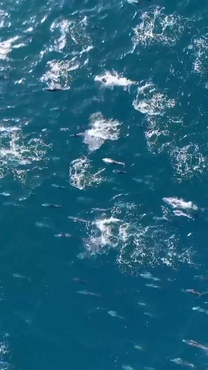 El delfín volador: la increíble toma que logró un fotógrafo en Puerto Madryn y se volvió viral
