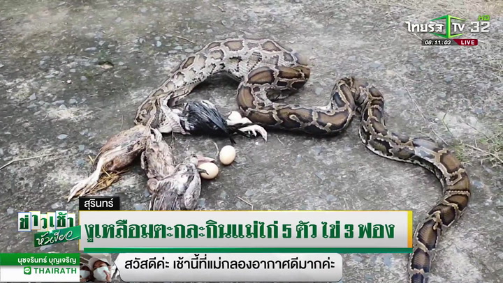 งูเหลือมตะกละ กินแม่ไก่ 5 ตัว ไข่ 3 ฟอง