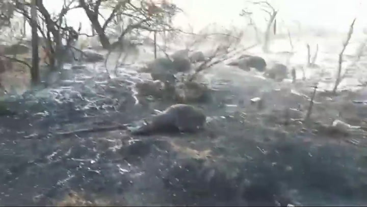 Animales muertos en los incendios en Corrientes