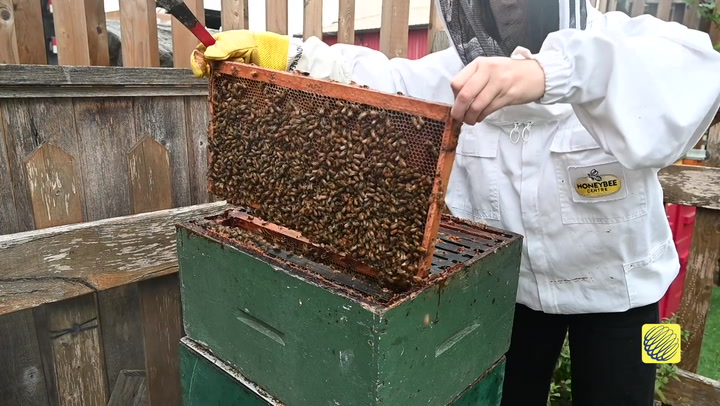 THIS UNIQUE CANADIAN FARM RENTS OUT BEES TO FARMERS