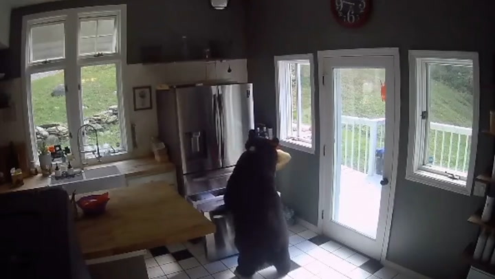 Bear steals lasagna from freezer after breaking into home in Connecticut