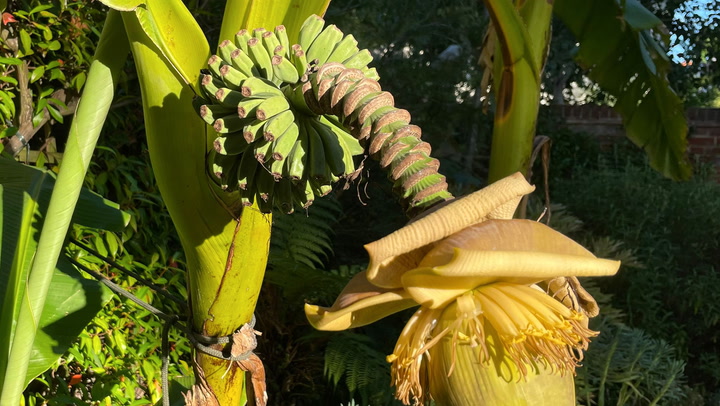 Banana tree growing in London garden 'due to climate change'