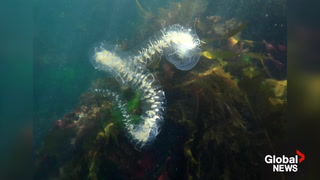 Victoria man finds rare sea creature while snorkeling in the Salish Sea