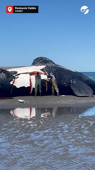 Muerte de ballenas en Península Valdés: investigan una toxina letal