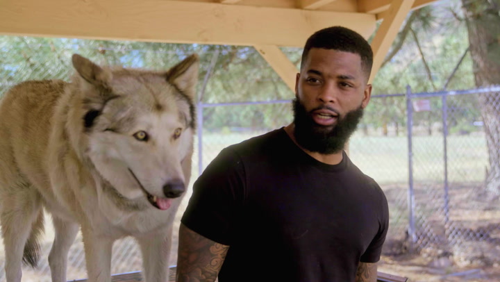 King Keraun Becomes A Wolf Rescuer