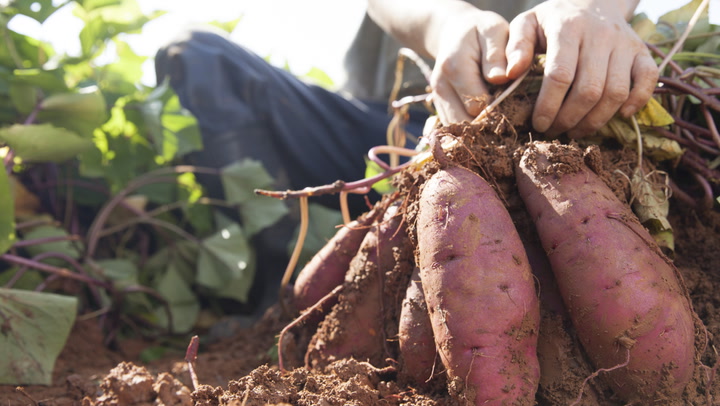 How and When to Harvest Sweet Potatoes