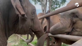 Pocha y Guillermina conocieron a otras elefantas en el santuario de Brasil