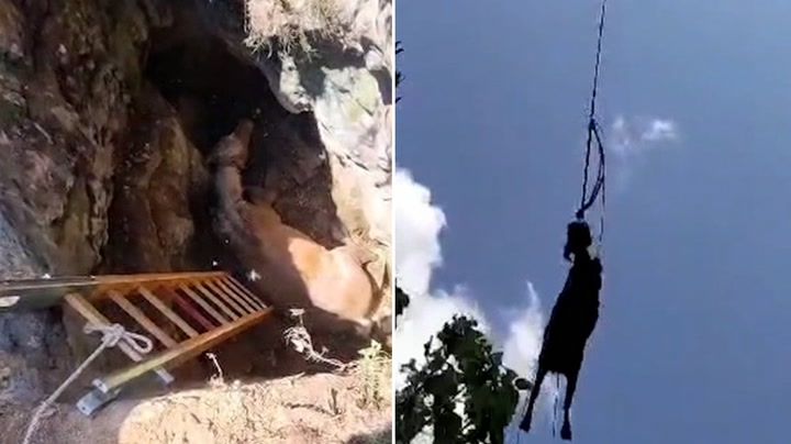 Horse airlifted from 4-metre deep pit by helicopter