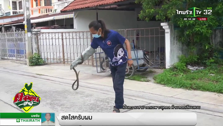 งูนอนขวางกลางถนน กู้ภัยโชว์วิธีทำให้งูแกล้งตาย