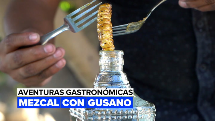 Así se consumen estos gusanos con mezclal en México