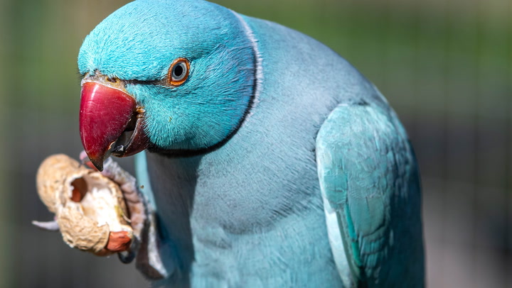 Remmen Doorbraak Voorwaarde Indian Ringneck Parakeet — Full Profile, History, and Care