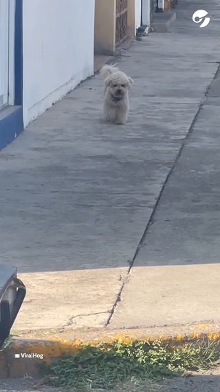 El gracioso perro que no se apura al caminar y es furor en Internet